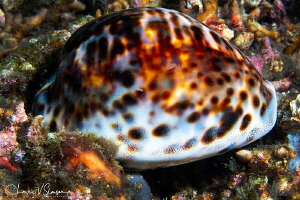 Cowrie/Photographed with a Canon 60 mm macro lens in Anil... by Laurie Slawson 
